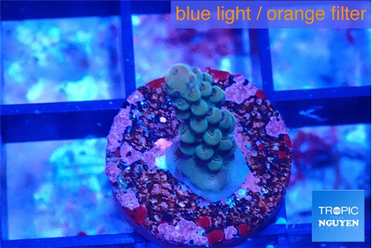 Acropora green 1-2 cm WYSIWYG acclimaté
