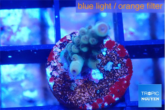 Acropora green 2 cm WYSIWYG acclimaté