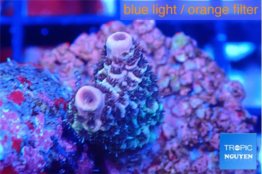 Acropora green & pink 2 cm WYSIWYG acclimaté
