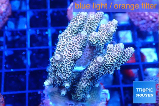 Acropora mango 5-7 cm WYSIWYG acclimaté