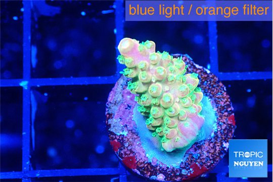 Acropora rainbow 2 cm WYSIWYG acclimaté