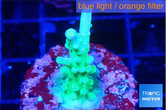 Acropora green 3 cm WYSIWYG acclimaté