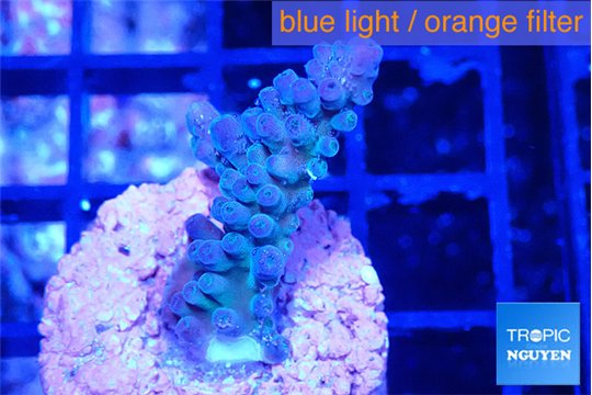 Acropora green purple 3 cm WYSIWYG acclimaté