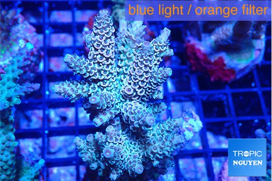Acropora mango 5-7 cm WYSIWYG acclimaté