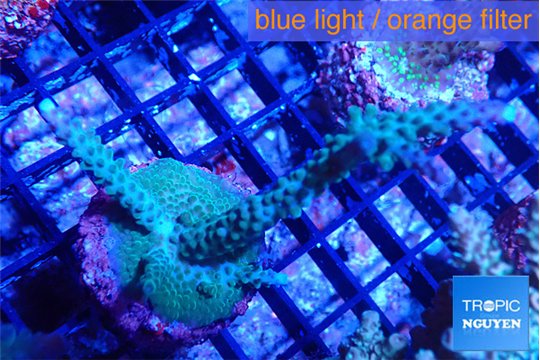 Acropora green & purple tip 4-5 cm WYSIWYG acclimaté
