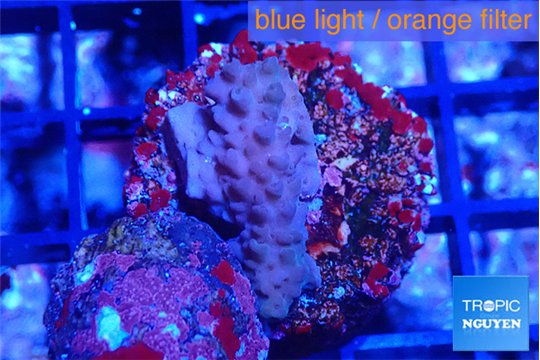 Acropora purple 2 cm WYSIWYG acclimaté