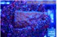 Montipora superman 2 cm WYSIWYG acclimaté