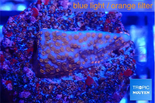 Montipora superman 2 cm WYSIWYG acclimaté