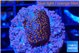Montipora superman 2 cm WYSIWYG acclimaté