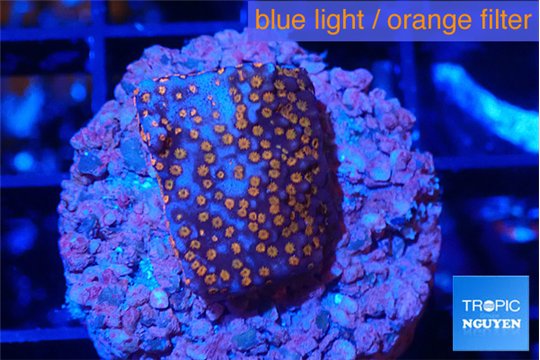 Montipora superman 2 cm WYSIWYG acclimaté