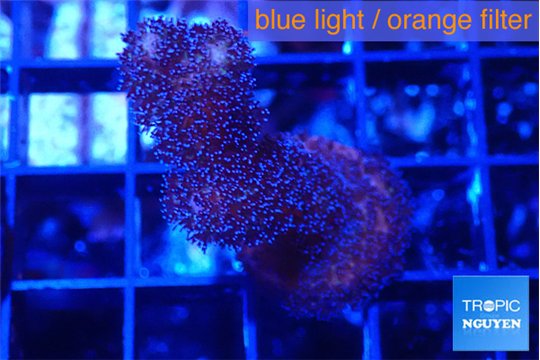 Stylophora milka 3 cm WYSIWYG acclimaté