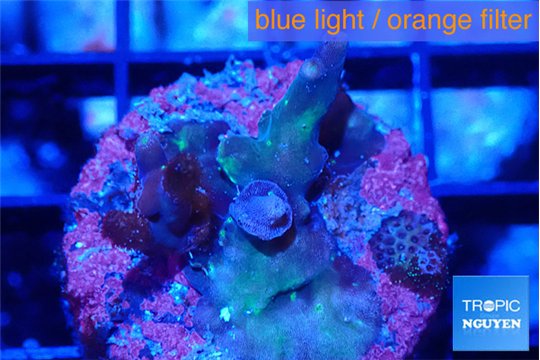 Acropora green purple 2 cm WYSIWYG acclimaté