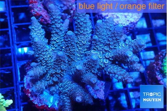 Acropora green purple 5-7 cm WYSIWYG acclimaté