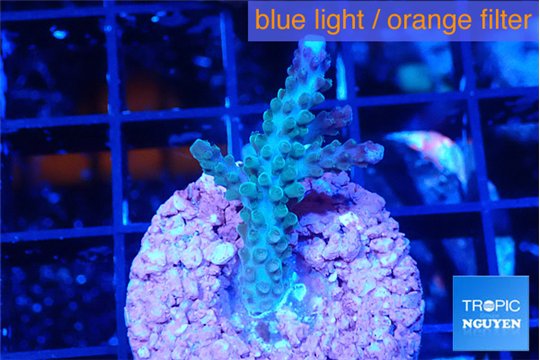 Acropora green & blue ice Fijii 3 cm WYSIWYG acclimaté