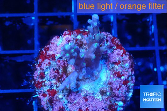 Acropora carduus green polyps deep water 2-3 cm WYSIWYG acclimaté