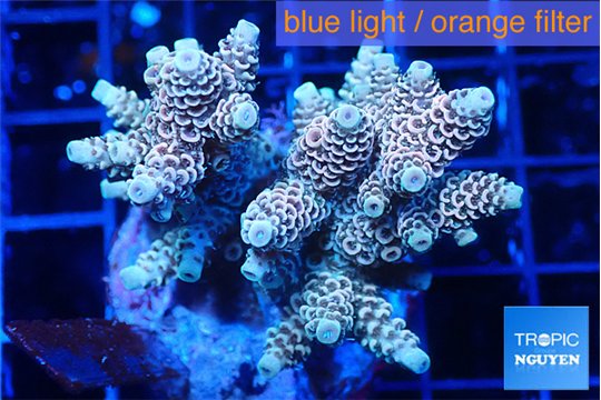 Acropora mango 5-7 cm WYSIWYG acclimaté