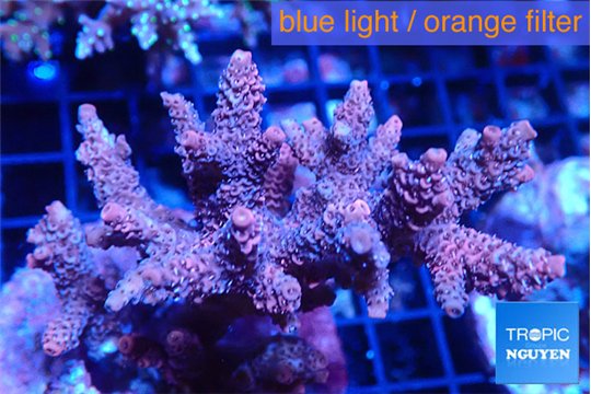 Acropora pink 7-10 cm WYSIWYG acclimaté