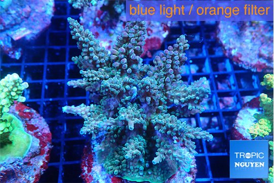 Acropora green purple 8-11 cm WYSIWYG acclimaté