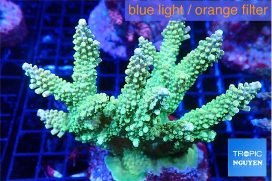 Acropora neon green 8-11 cm WYSIWYG acclimaté