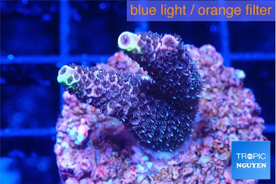 Acropora pink 2-3 cm WYSIWYG acclimaté