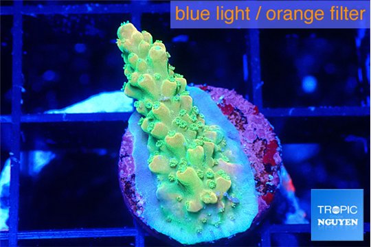 Acropora neon green 2 cm WYSIWYG acclimaté