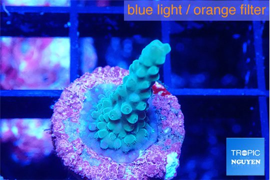 Acropora green blue 1-2 cm WYSIWYG acclimaté