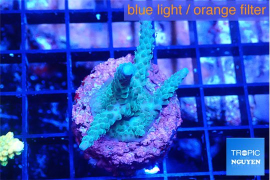 Acropora green blue ice Fijii 3-4 cm WYSIWYG acclimaté