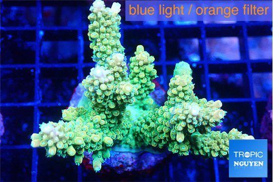 Acropora neon green 5-6 cm WYSIWYG acclimaté