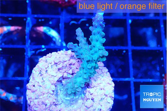 Acropora green blue ice Fijii 2-3 cm WYSIWYG acclimaté
