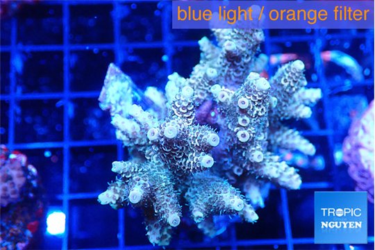 Acropora mango 5-6 cm WYSIWYG acclimaté