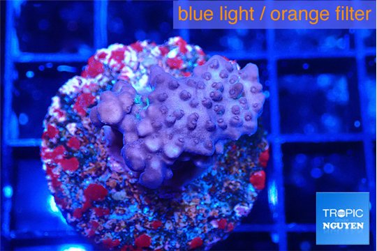 Acropora purple 2-3 cm WYSIWYG acclimaté