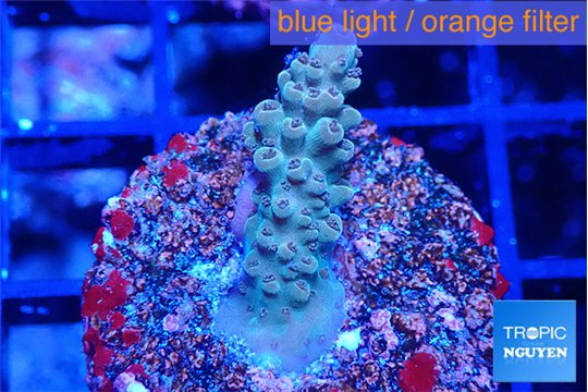 Acropora green purple 2 cm WYSIWYG acclimaté