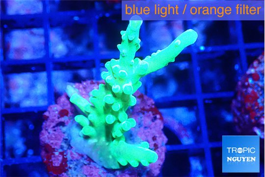 Acropora green 3-4 cm WYSIWYG acclimaté