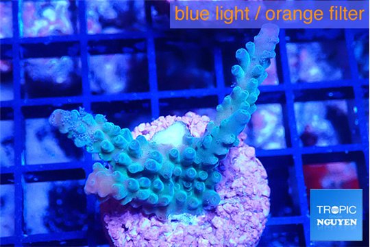 Acropora green purple 3-4 cm WYSIWYG acclimaté