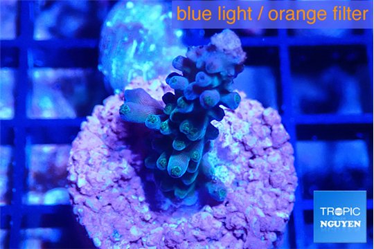 Acropora green purple 2-3 cm WYSIWYG acclimaté