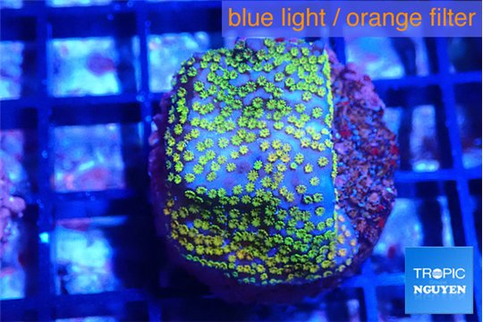 Montipora rainbow 2-3 cm WYSIWYG acclimaté