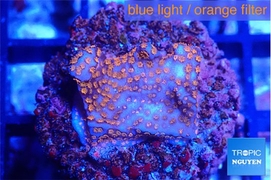 Montipora superman 2 cm WYSIWYG acclimaté