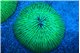 Fungia green purple 6-7 cm WYSIWYG acclimaté