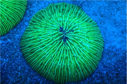 Fungia green purple 6-7 cm WYSIWYG acclimaté