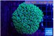 Galaxea neon green 6-8 cm WYSIWYG acclimaté
