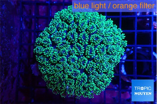 Galaxea neon green 6-8 cm WYSIWYG acclimaté