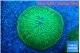 Fungia green purple 6-7 cm WYSIWYG acclimaté
