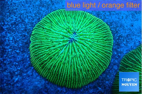 Fungia green purple 6-7 cm WYSIWYG acclimaté