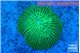 Fungia green 4-5 cm WYSIWYG acclimaté