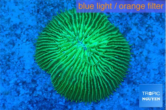 Fungia green 4-5 cm WYSIWYG acclimaté