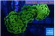 Euphyllia paraancora golden 4-7 cm WYSIWYG acclimaté