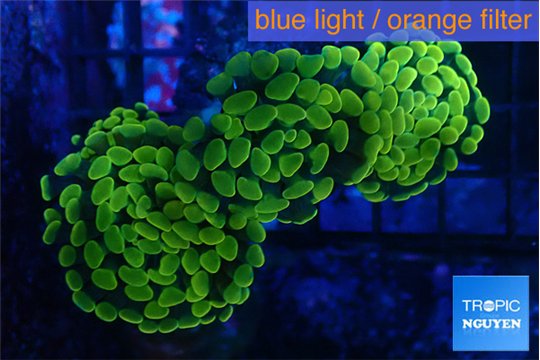 Euphyllia paraancora golden 4-7 cm WYSIWYG acclimaté