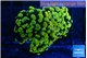 Euphyllia paraancora electro 4-7 cm WYSIWYG acclimaté