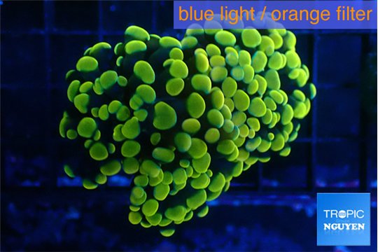 Euphyllia paraancora electro 4-7 cm WYSIWYG acclimaté