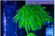 Euphyllia glabrescens Holly grail 4-7 cm WYSIWYG acclimaté